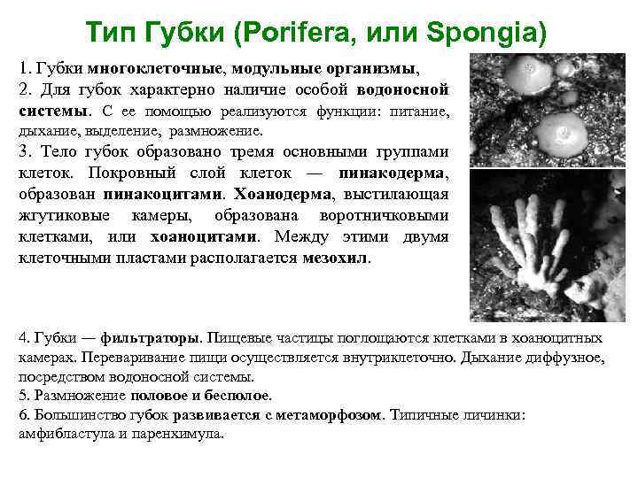 Тип Губки (Porifera, или Spongia) 1. Губки многоклеточные, модульные организмы, 2. Для губок характерно