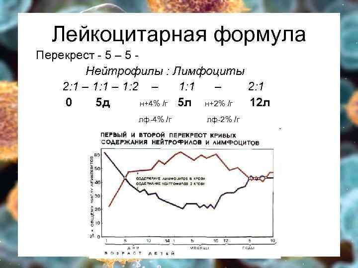 Лейкоцитарная формула Перекрест - 5 – 5 Нейтрофилы : Лимфоциты 2: 1 – 1: