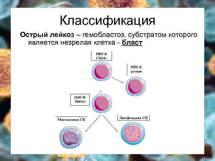 Классификация Острый лейкоз – гемобластоз, субстратом которого является незрелая клетка - бласт 
