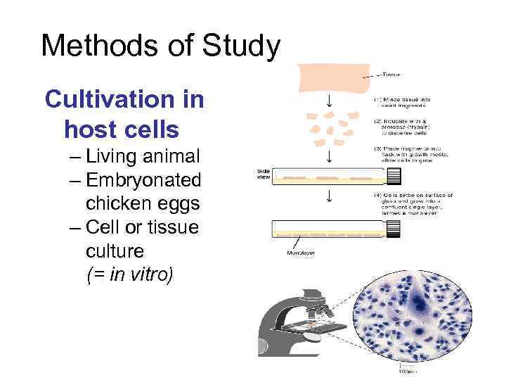 Methods of Study Cultivation in host cells – Living animal – Embryonated chicken eggs