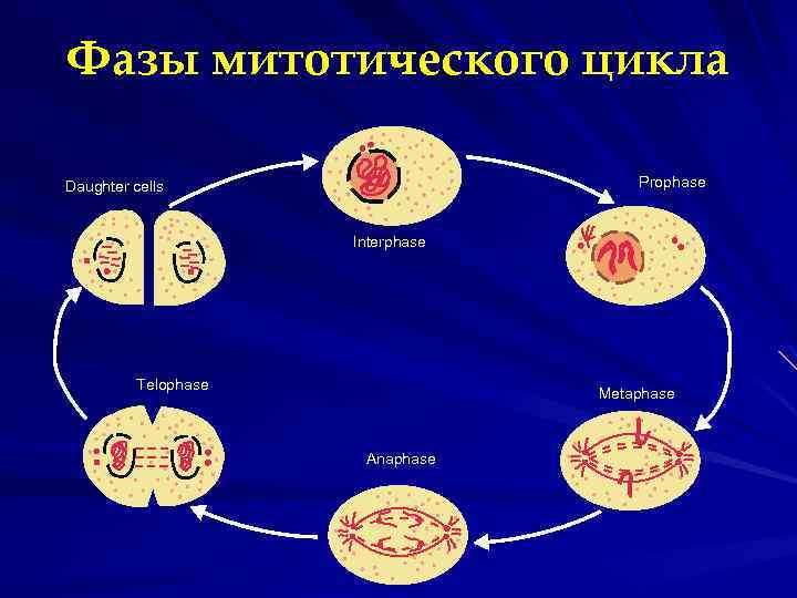 Фазы митотического цикла Prophase Daughter cells Interphase Telophase Metaphase Anaphase 