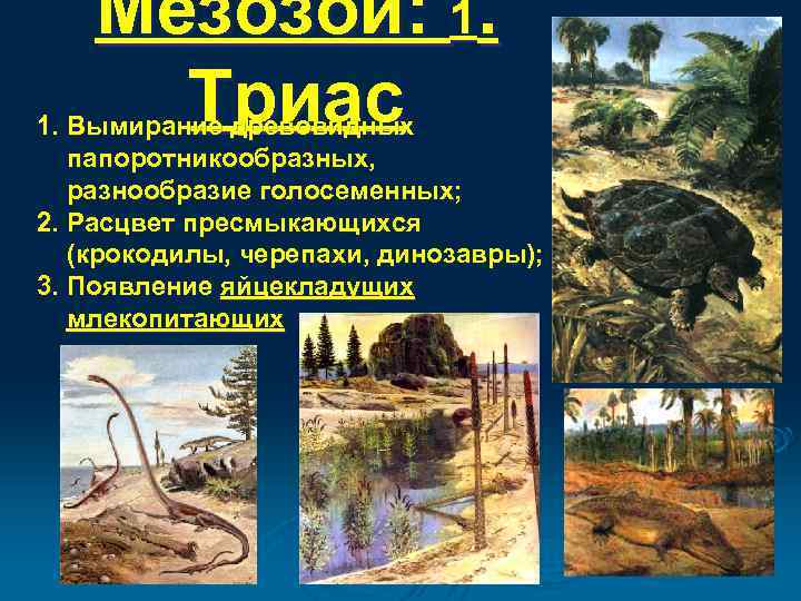 Мезозой: 1. Триас 1. Вымирание древовидных папоротникообразных, разнообразие голосеменных; 2. Расцвет пресмыкающихся (крокодилы, черепахи,