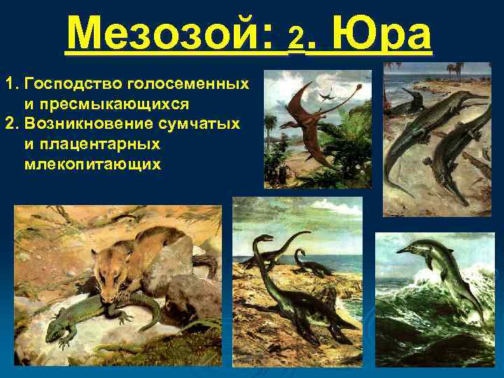 Мезозой: 2. Юра 1. Господство голосеменных и пресмыкающихся 2. Возникновение сумчатых и плацентарных млекопитающих