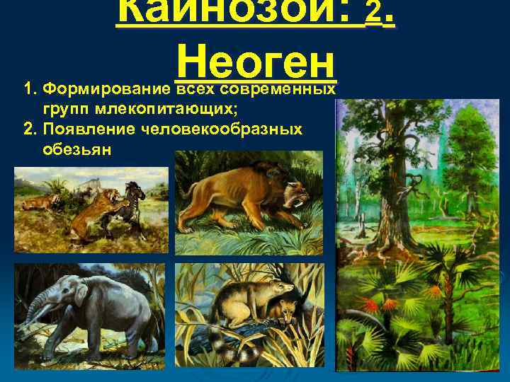 Кайнозой: 2. Неоген 1. Формирование всех современных групп млекопитающих; 2. Появление человекообразных обезьян 