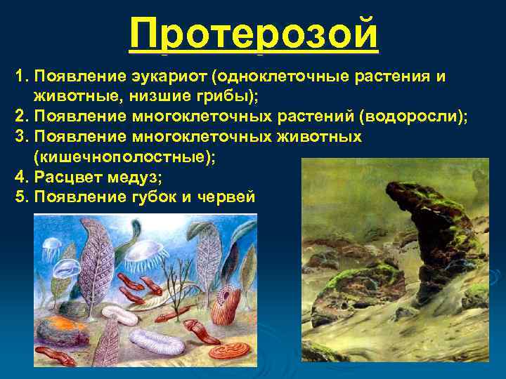 Протерозой 1. Появление эукариот (одноклеточные растения и животные, низшие грибы); 2. Появление многоклеточных растений