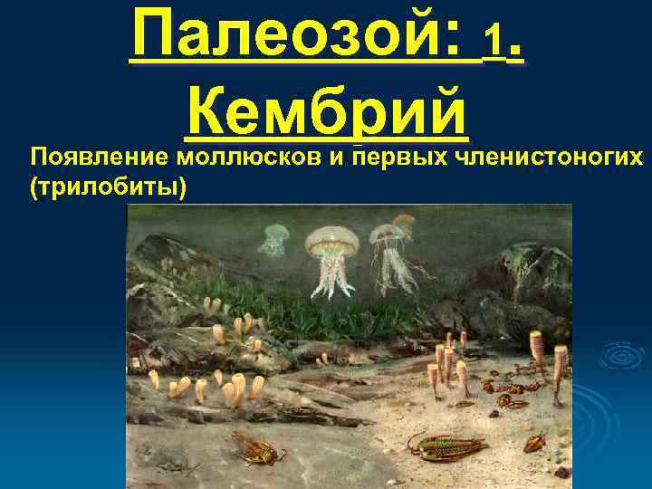 Палеозой: 1. Кембрий Появление моллюсков и первых членистоногих (трилобиты) 