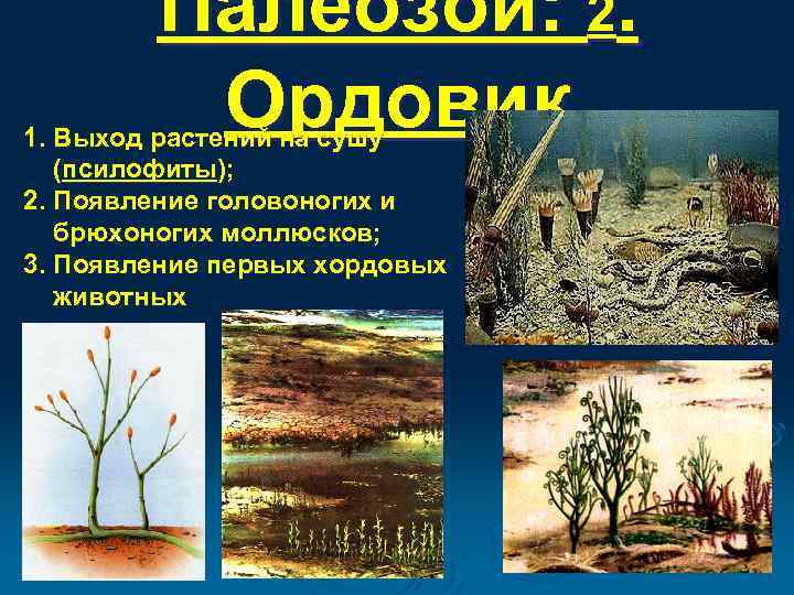Палеозой: 2. Ордовик 1. Выход растений на сушу (псилофиты); 2. Появление головоногих и брюхоногих