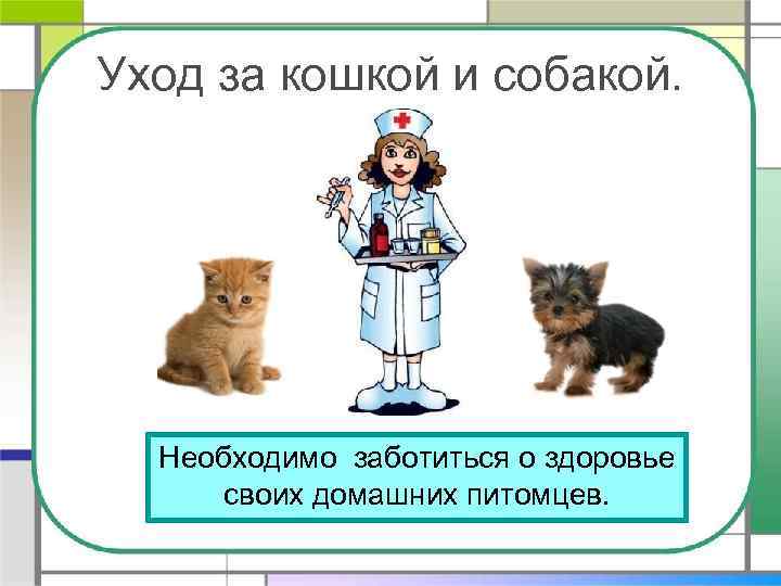 Уход за кошкой и собакой. Необходимо заботиться о здоровье своих домашних питомцев. 