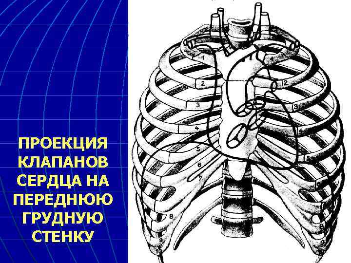 Проекция на переднюю грудную стенку. Топография сердца проекция клапанов. Проекция аортального клапана на переднюю грудную. Проекция клапанов сердца на переднюю грудную стенку. Проекцию границ сердца и клапанов на переднюю грудную клетку.