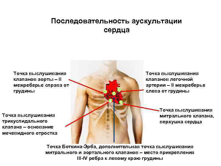 Точки аускультации сердца