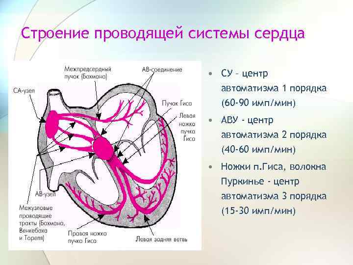 Строение проводящей