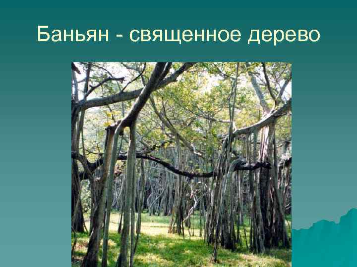 Баньян - священное дерево 
