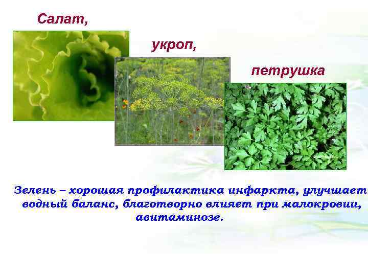 Салат, укроп, петрушка Зелень – хорошая профилактика инфаркта, улучшает водный баланс, благотворно влияет при