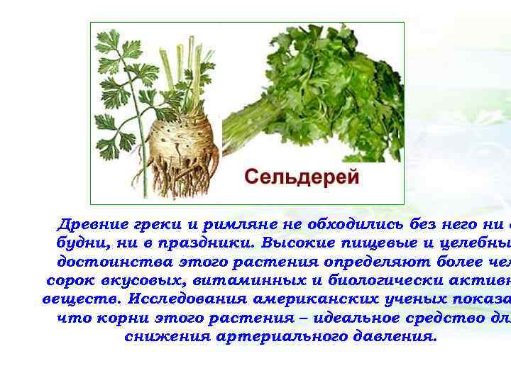 Древние греки и римляне не обходились без него ни в будни, ни в праздники.