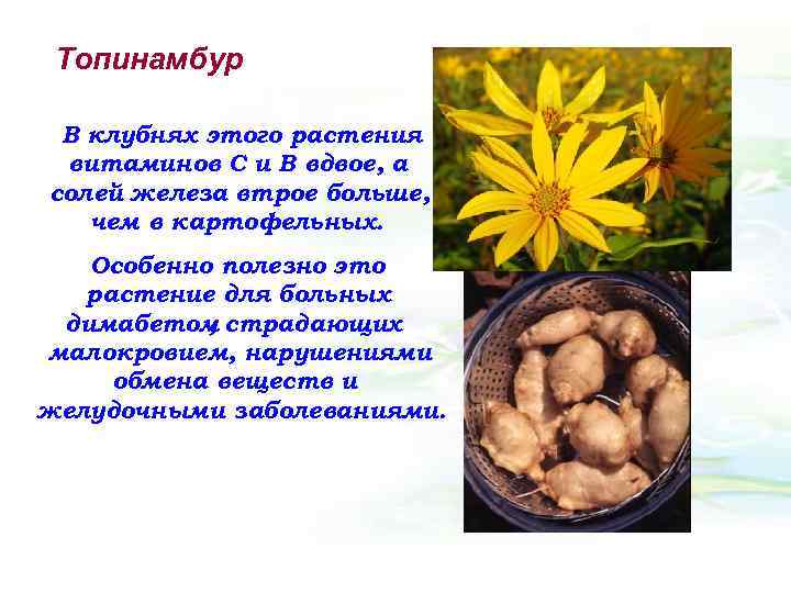 Топинамбур В клубнях этого растения витаминов С и В вдвое, а солей железа втрое
