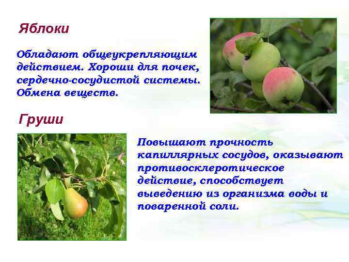 Яблоки Обладают общеукрепляющим действием. Хороши для почек, сердечно-сосудистой системы. Обмена веществ. Груши Повышают прочность