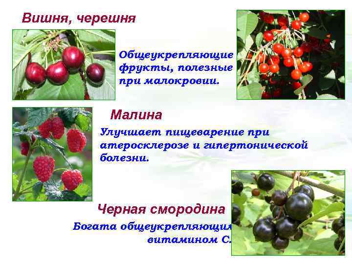 Вишня, черешня Общеукрепляющие фрукты, полезные при малокровии. Малина Улучшает пищеварение при атеросклерозе и гипертонической