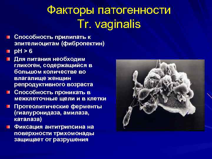 Факторы патогенности Tr. vaginalis Способность прилипать к эпителиоцитам (фибропектин) р. Н > 6 Для