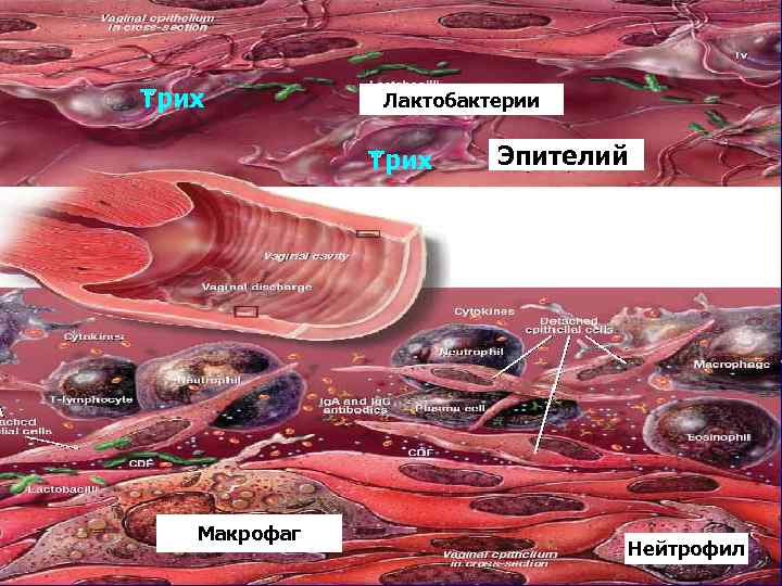 Трих Лактобактерии Трих Макрофаг Эпителий Нейтрофил 