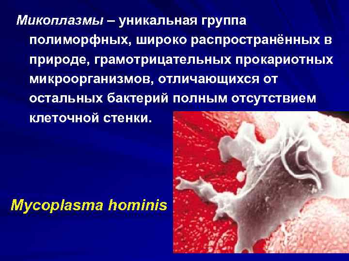 Микоплазмы – уникальная группа полиморфных, широко распространённых в природе, грамотрицательных прокариотных микроорганизмов, отличающихся от