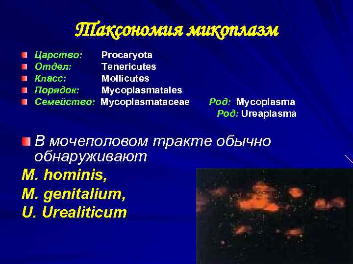 Таксономия микоплазм Царство: Procaryota Отдел: Tenericutes Класс: Mollicutes Порядок: Mycoplasmatales Семейство: Mycoplasmataceae Род: Mycoplasma