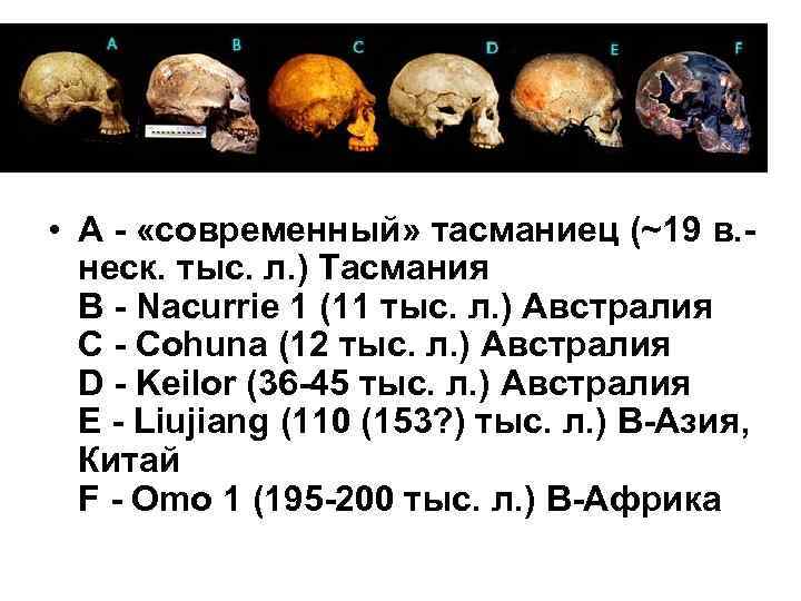  • A - «современный» тасманиец (~19 в. - неск. тыс. л. ) Тасмания