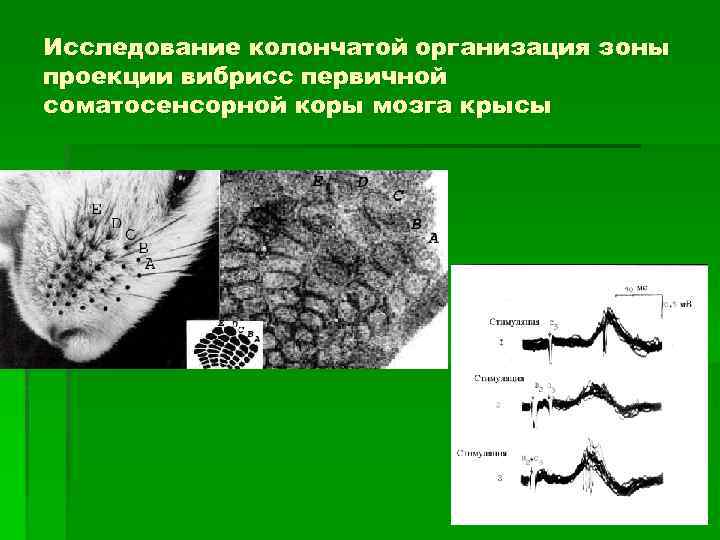 Исследование колончатой организация зоны проекции вибрисс первичной соматосенсорной коры мозга крысы 