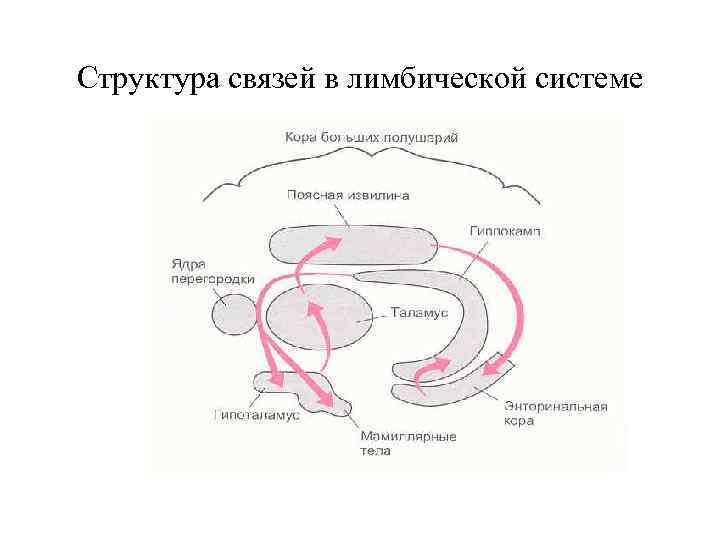 Схема лимбической системы