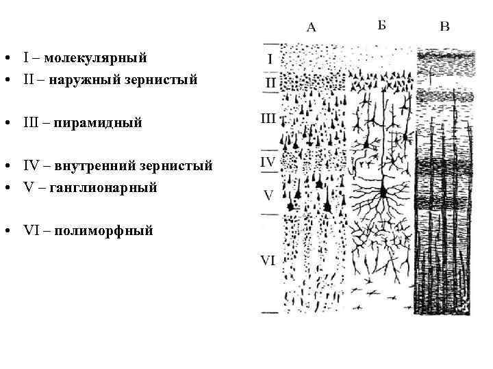  • I – молекулярный • II – наружный зернистый • III – пирамидный