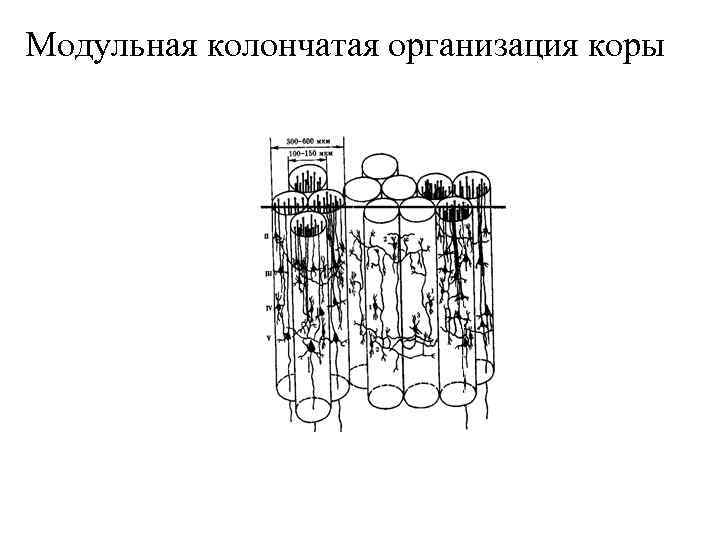 Модульная колончатая организация коры 