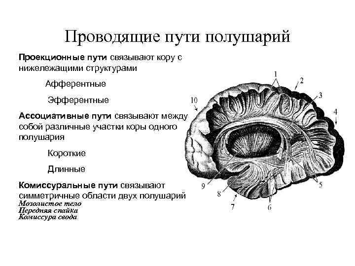 Проводящие пути полушарий Проекционные пути связывают кору с нижележащими структурами Афферентные Эфферентные Ассоциативные пути