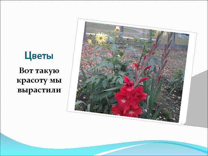 Цветы Вот такую красоту мы вырастили 