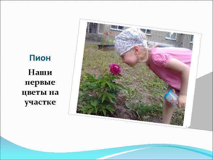 Пион Наши первые цветы на участке 