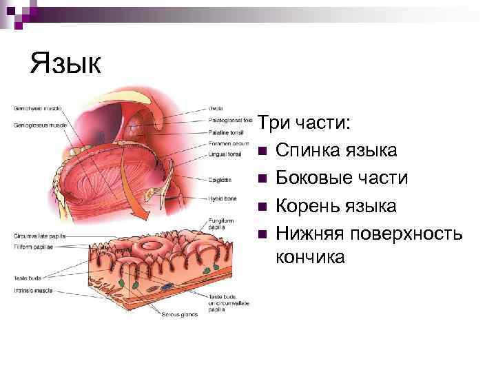 Язык Три части: n Спинка языка n Боковые части n Корень языка n Нижняя