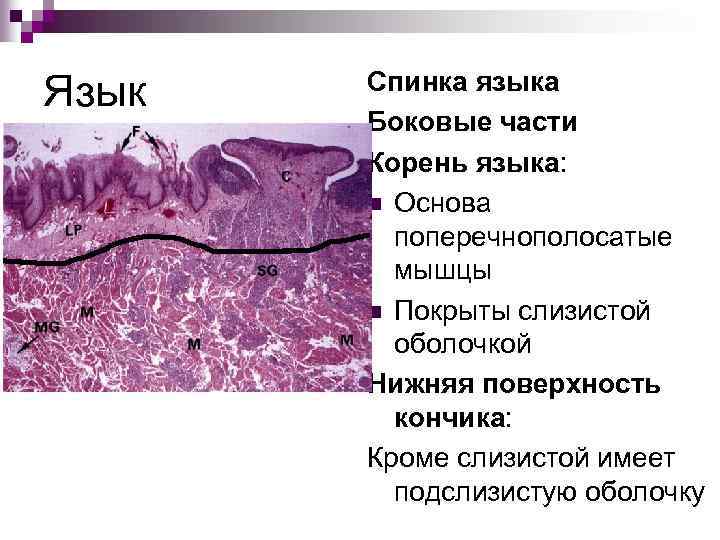 Язык Спинка языка Боковые части Корень языка: n Основа поперечнополосатые мышцы n Покрыты слизистой