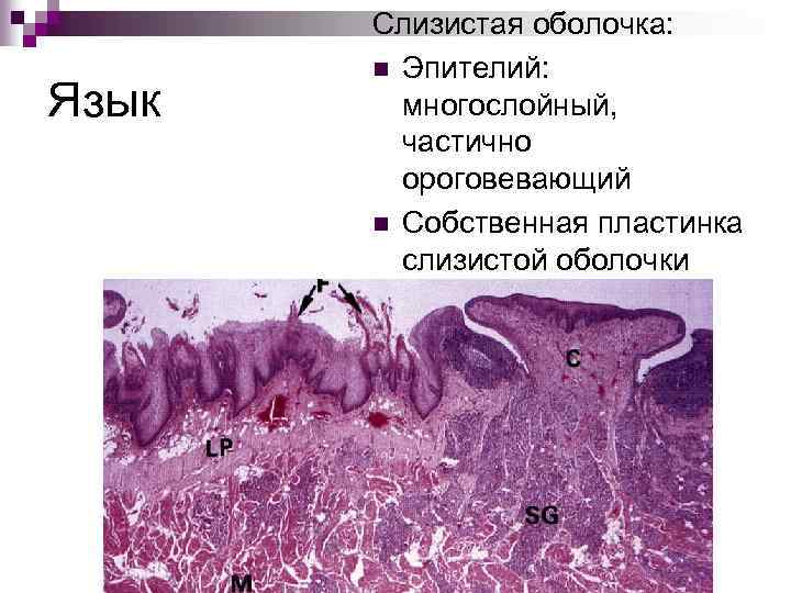 Язык Слизистая оболочка: n Эпителий: многослойный, частично ороговевающий n Собственная пластинка слизистой оболочки 