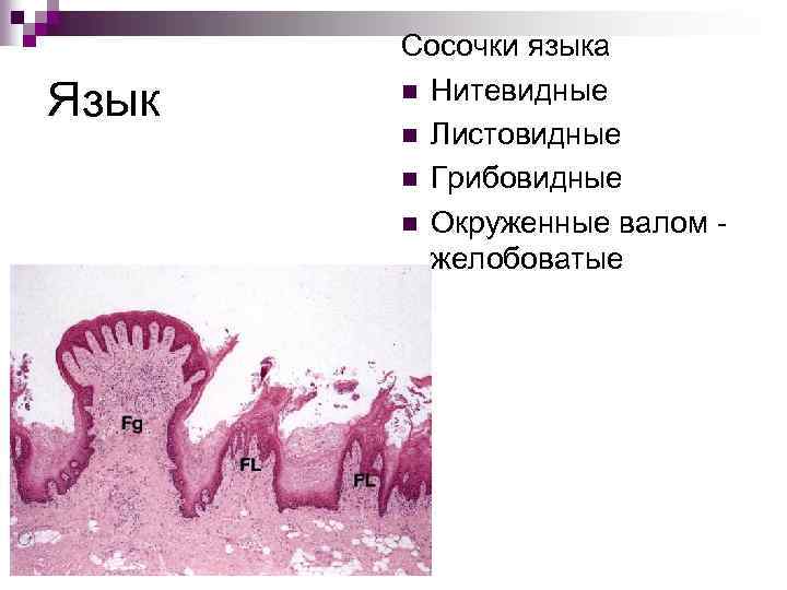 Язык Сосочки языка n Нитевидные n Листовидные n Грибовидные n Окруженные валом желобоватые 