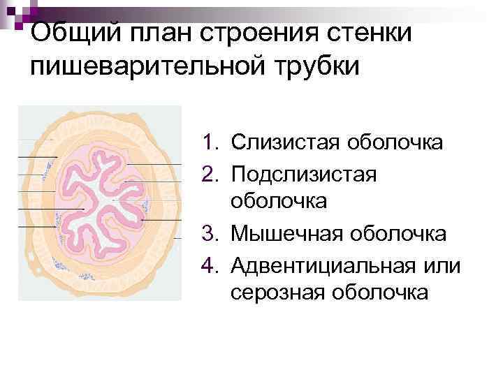 План строения стенки полого органа