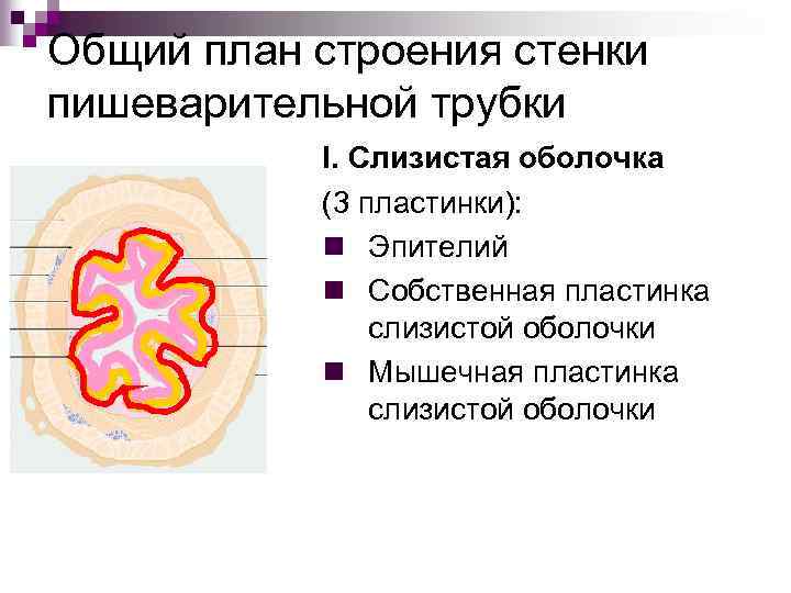 Общий план строения стенки пишеварительной трубки I. Слизистая оболочка (3 пластинки): n Эпителий n