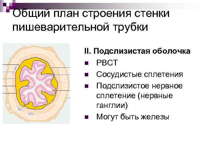 Строение стенки трубчатых органов животных