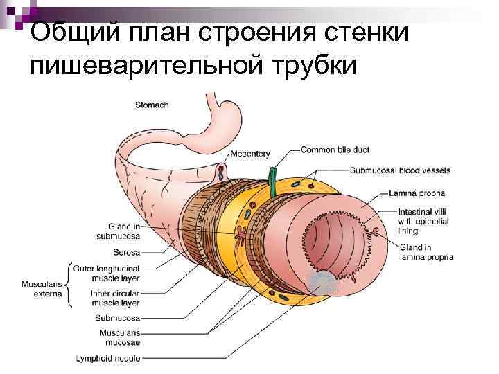 Общий план строения стенки пишеварительной трубки 