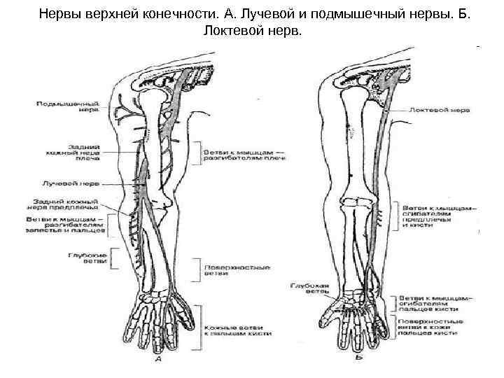 Нервы верхней конечности. А. Лучевой и подмышечный нервы. Б. Локтевой нерв. 