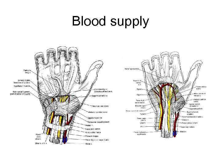 Blood supply 