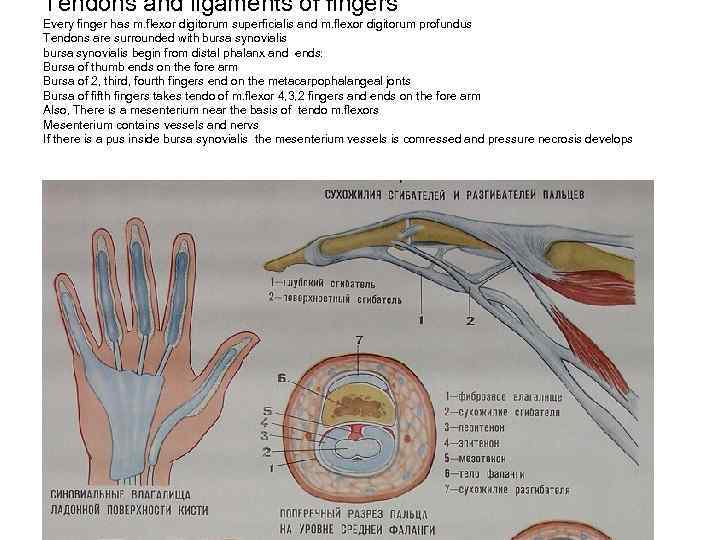 Tendons and ligaments of fingers Every finger has m. flexor digitorum superficialis and m.
