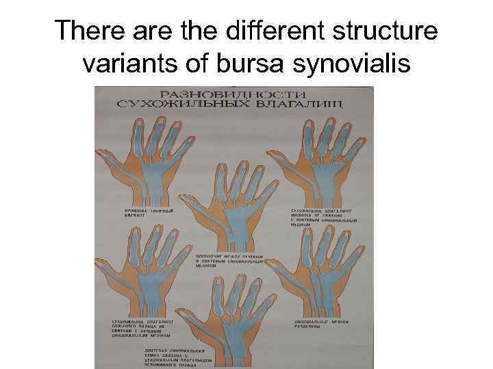 There are the different structure variants of bursa synovialis 