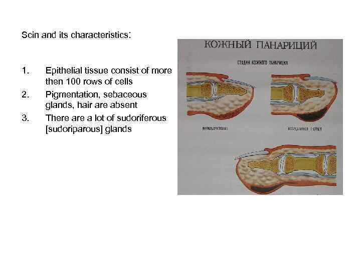 Scin and its characteristics: 1. 2. 3. Epithelial tissue consist of more then 100