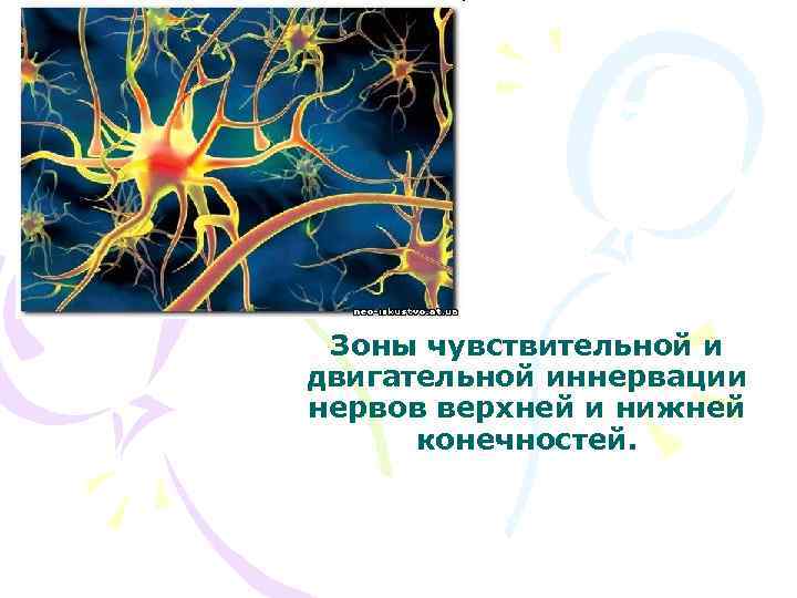 Зоны чувствительной и двигательной иннервации нервов верхней и нижней конечностей. 