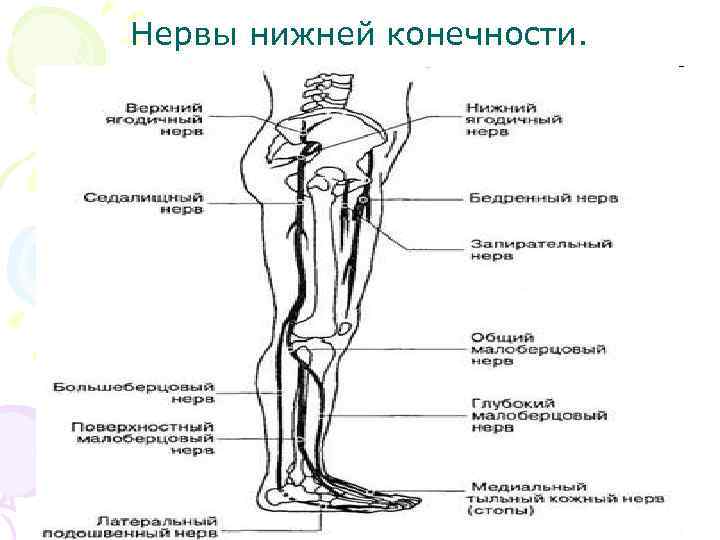Нервы нижней конечности. 