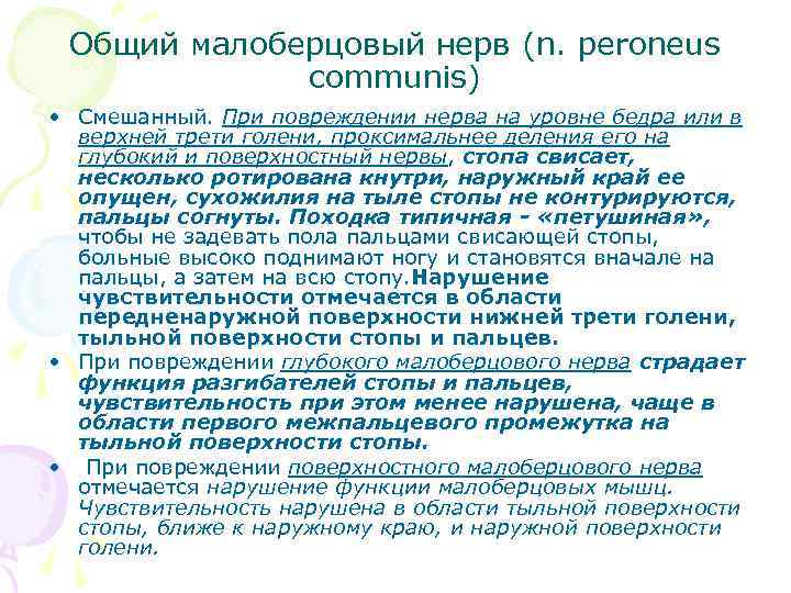Общий малоберцовый нерв (n. peroneus communis) • Смешанный. При повреждении нерва на уровне бедра
