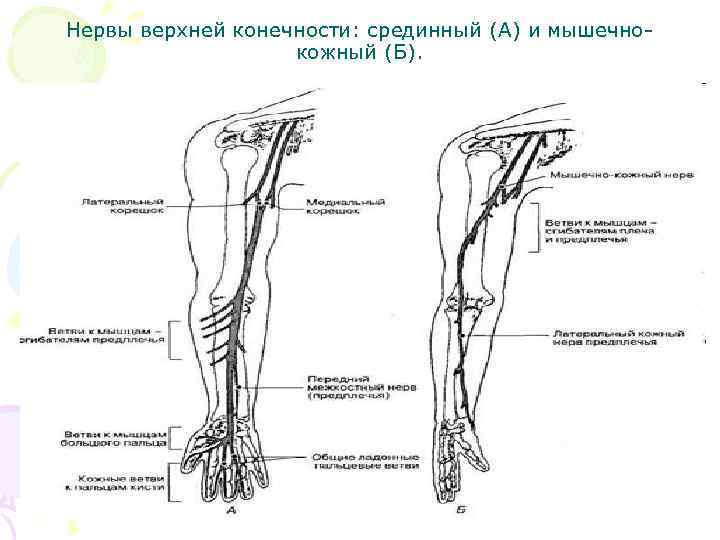 Схема иннервации верхней конечности